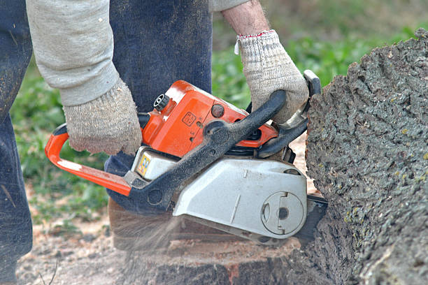 How Our Tree Care Process Works  in  Whitmore Village, HI